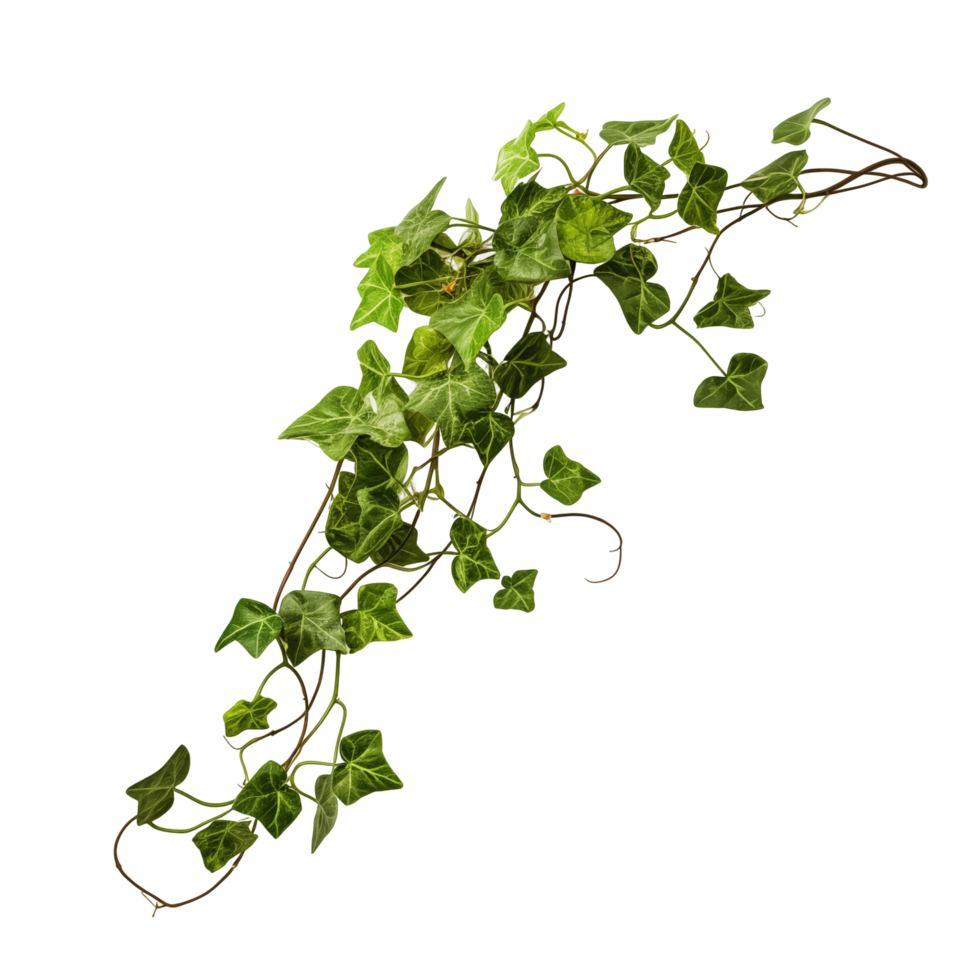 Green Ivy Plant Vine With Lush Leaves Isolated On Transparent Background png