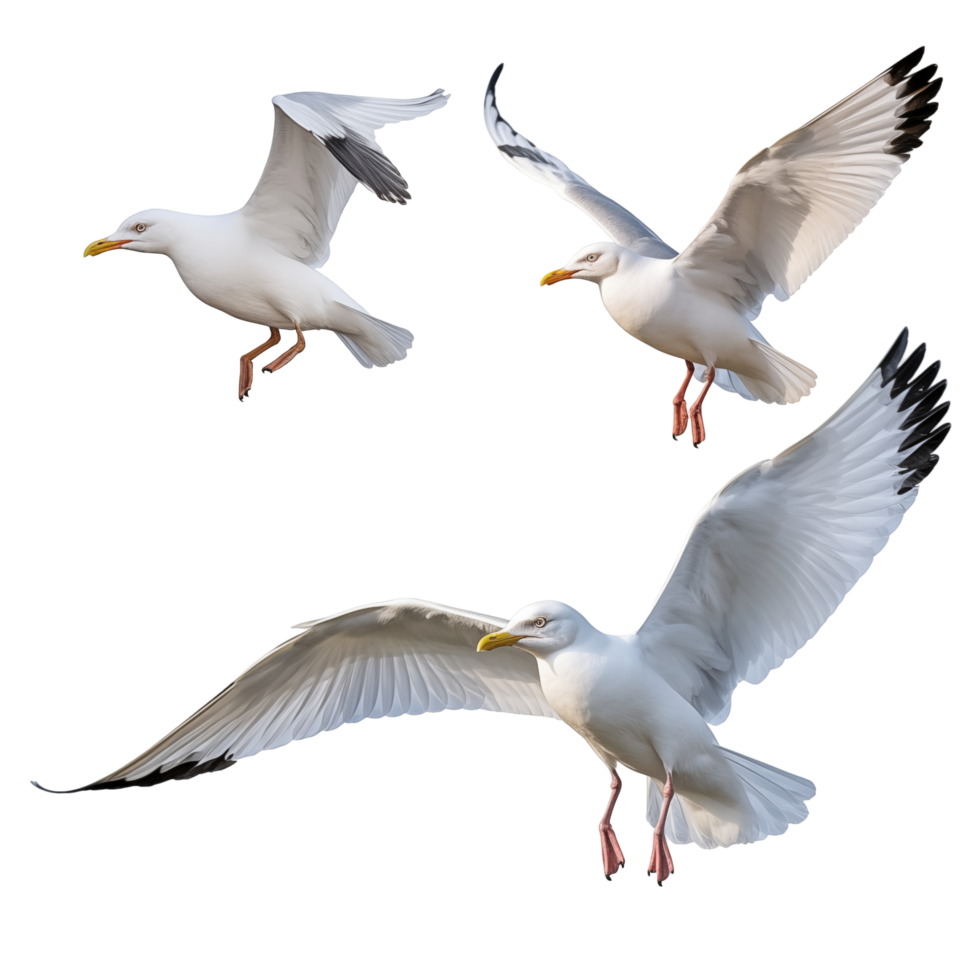 Three Seagulls In Flight Against Transparent Background png