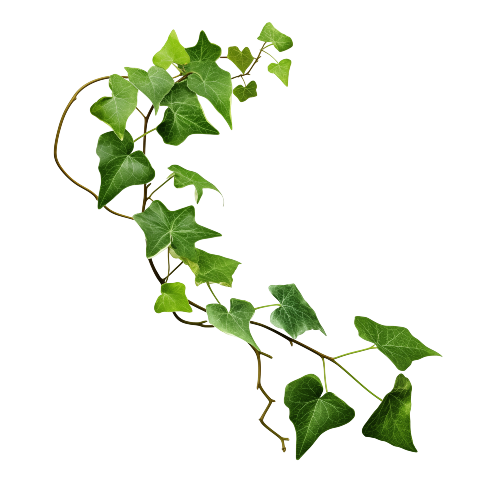 Vibrant Green Ivy Vine With Lush Leaves On Transparent Background png
