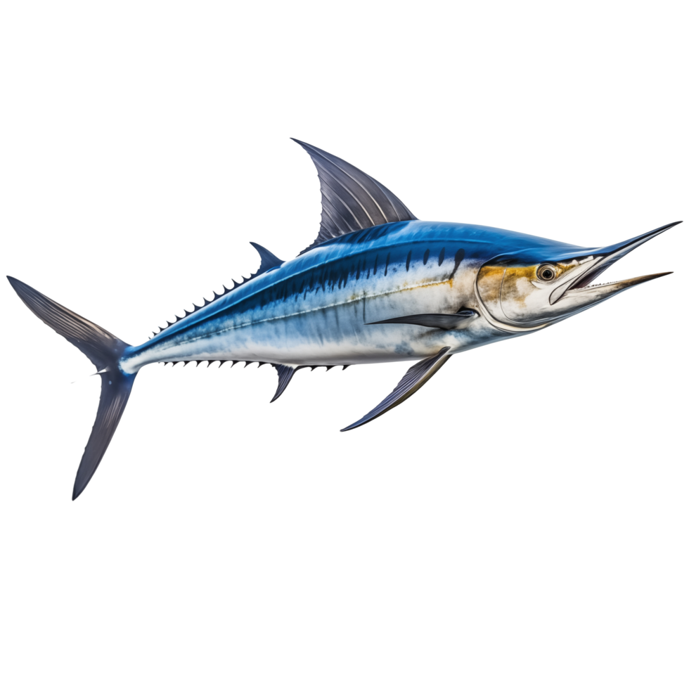 Majestic Blue Marlin Fish With Sharp Dorsal Fin Isolated On Transparent Background png