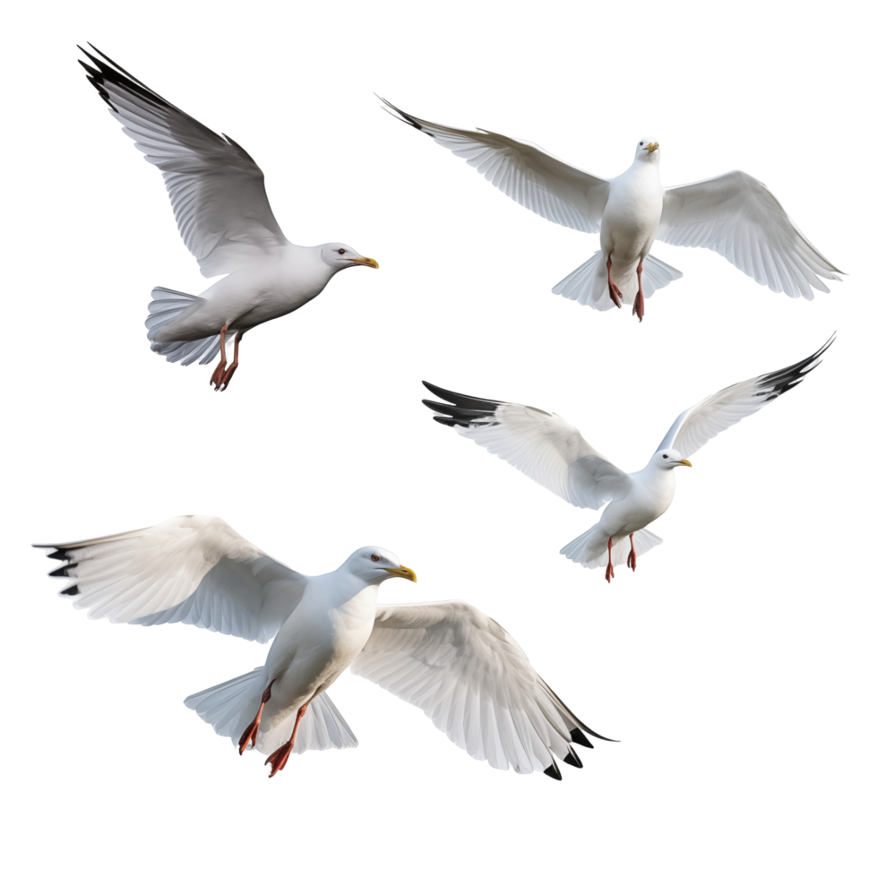 Four White Seagulls In Flight With Spread Wings Isolated On Transparent Background png