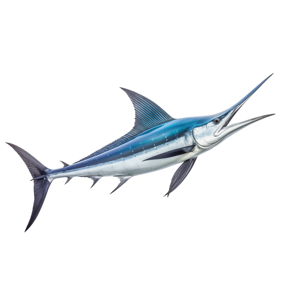 pulcro azul aguja pescado con largo cuenta aislado en transparente antecedentes png