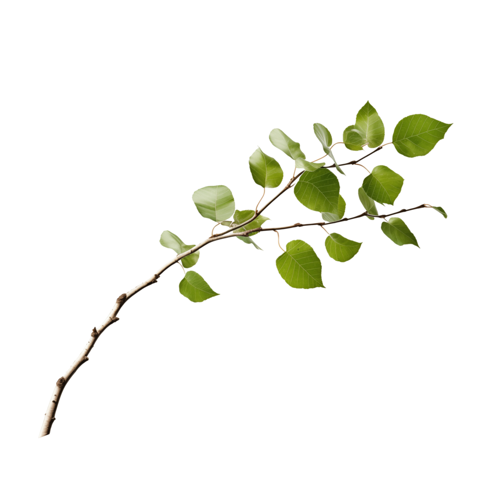 Green Branch With Multiple Leaves Isolated On Transparent Background png