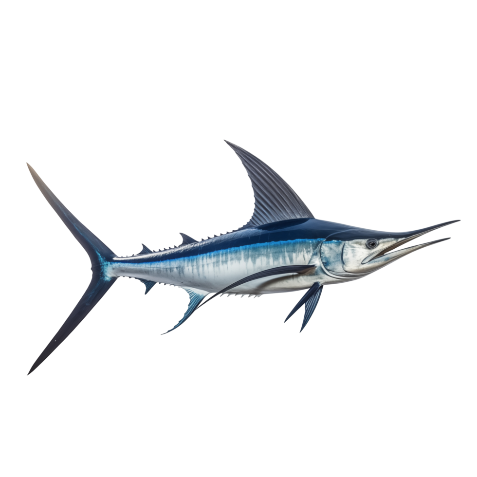 Detailed Illustration Of Swordfish With Long Pointed Bill Isolated On Transparent Background png