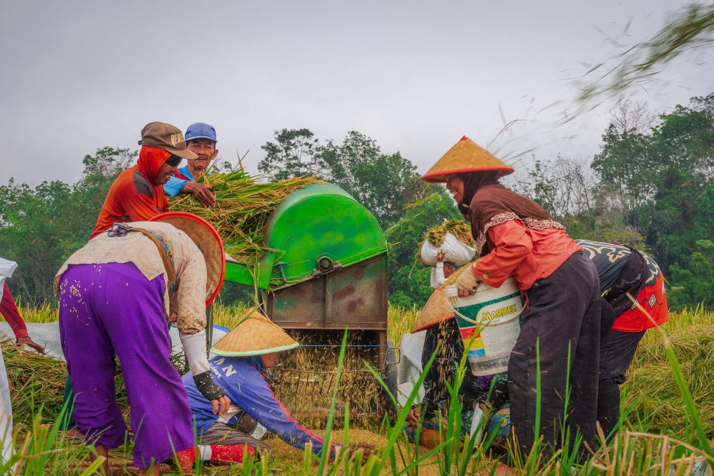 People working in a rice field with a green machine photo