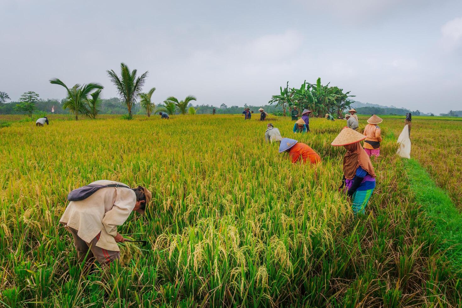 A group of people working in a field photo