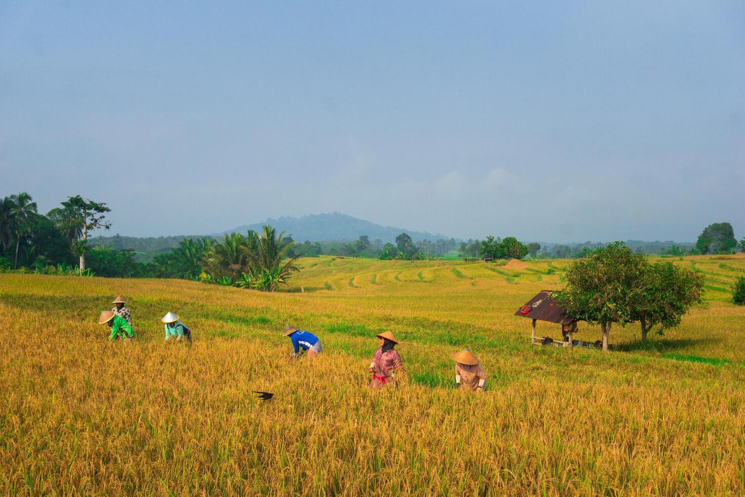 People working in a field of golden rice photo