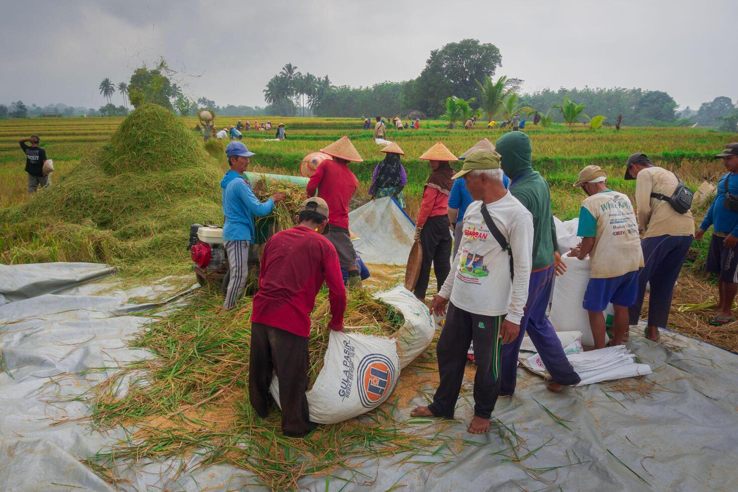 A group of people working in a field photo
