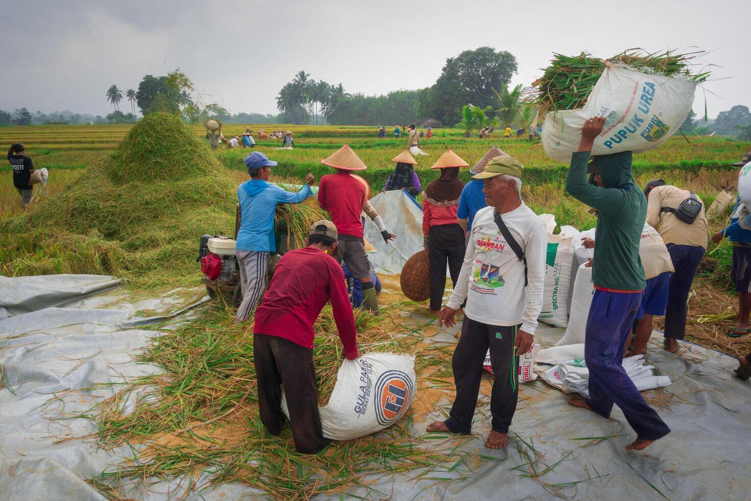 A group of people working in a field photo