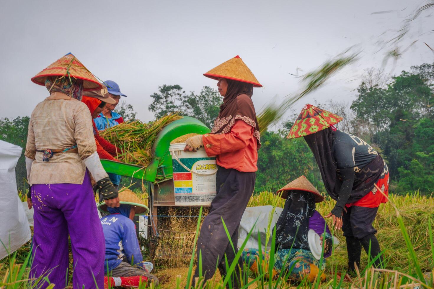 A group of people in a rice field photo