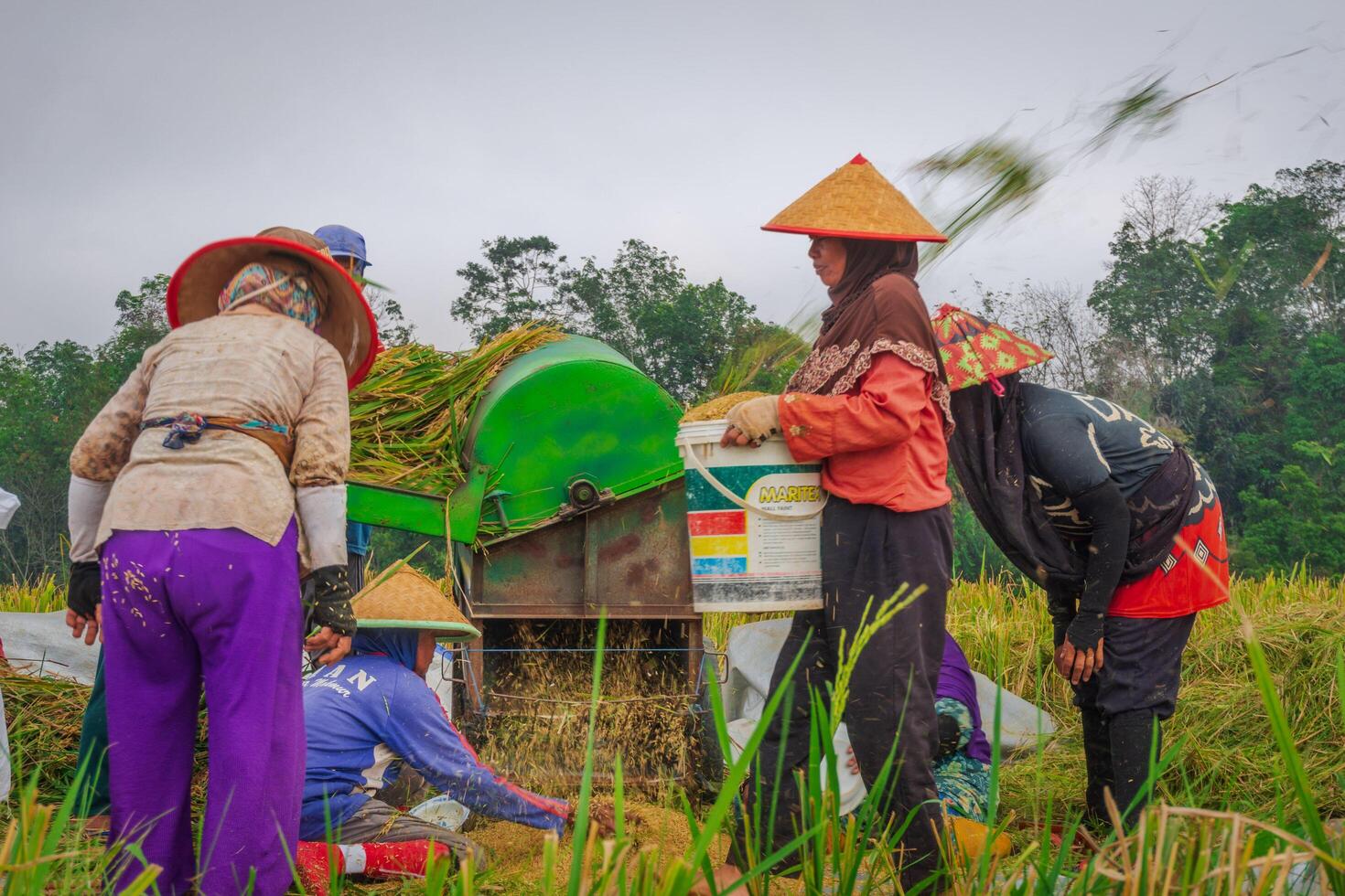 A group of people working in a rice field photo