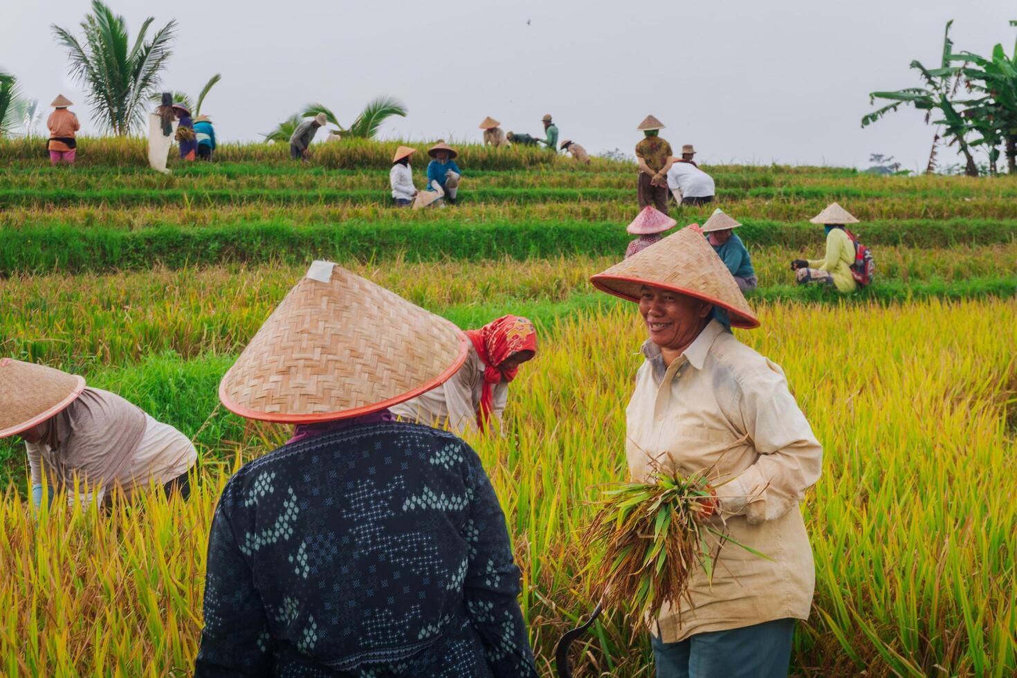 A group of people working in a rice field photo
