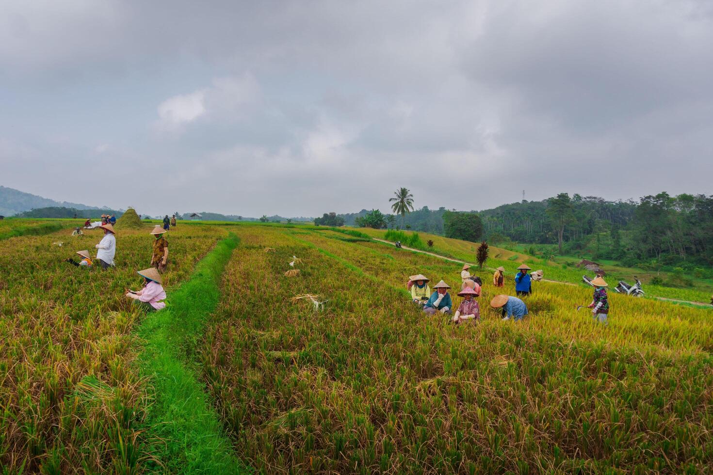 A group of people working in a field photo