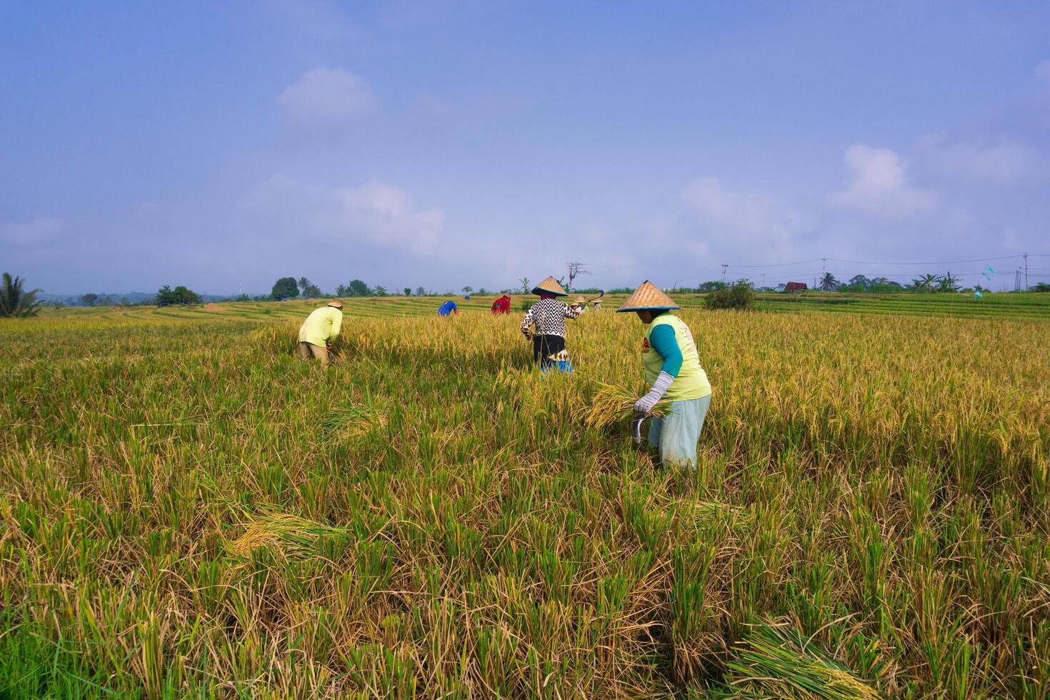 A group of people working in a field photo