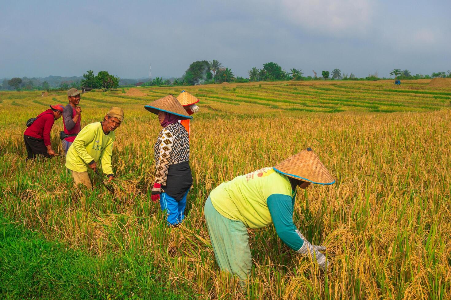 A group of people working in a rice field photo
