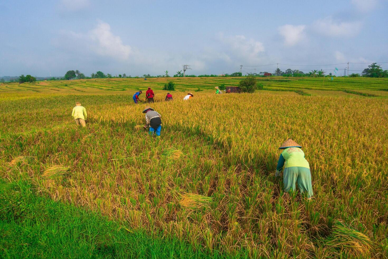A group of people working in a field photo