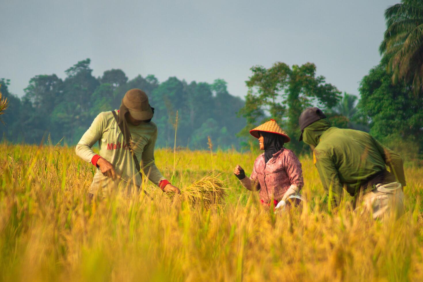 Three people in a field with a large pile of rice photo