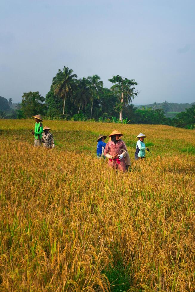 A group of people walking through a field of brown rice photo
