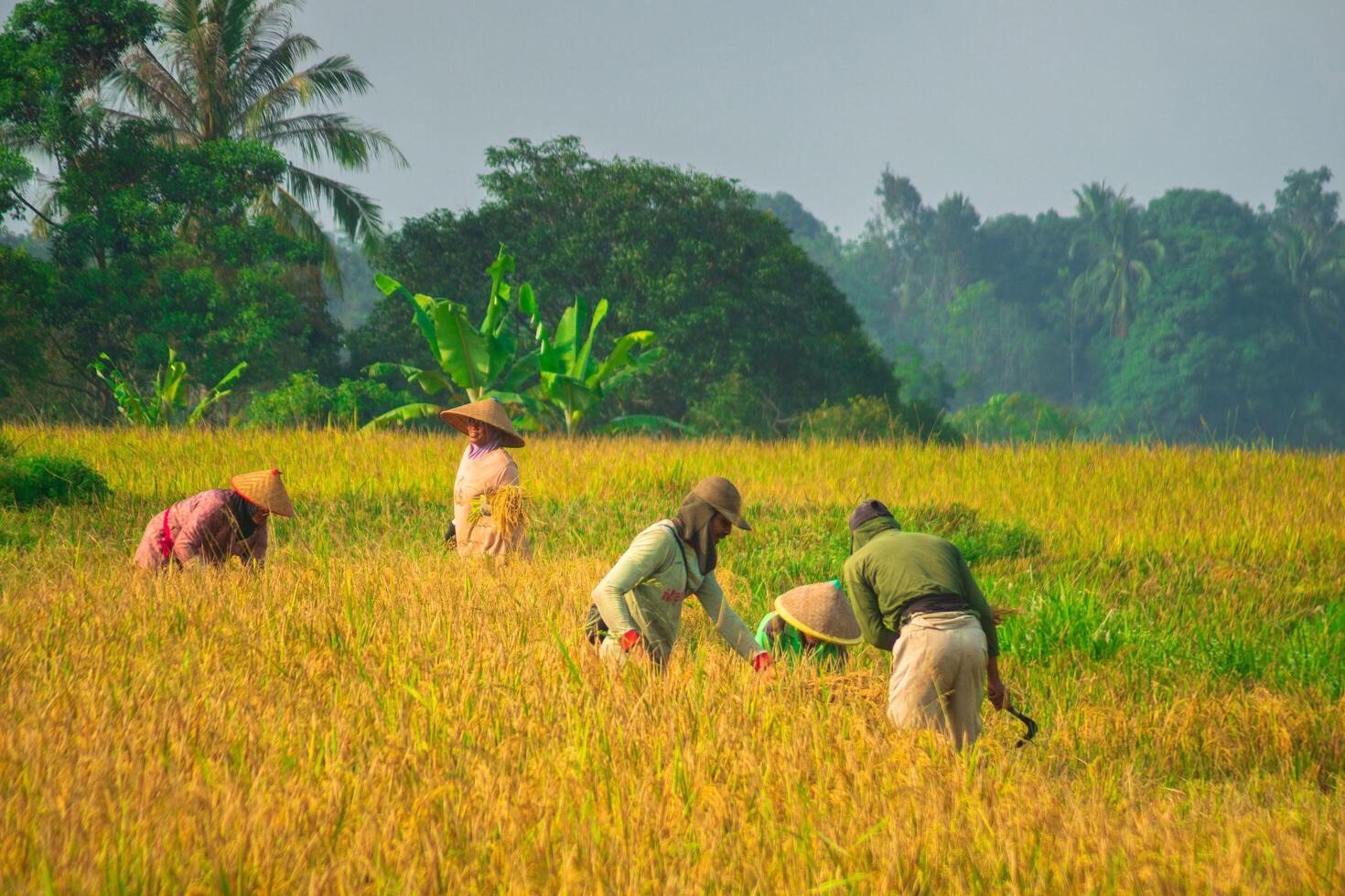 Farmers working in a rice field photo