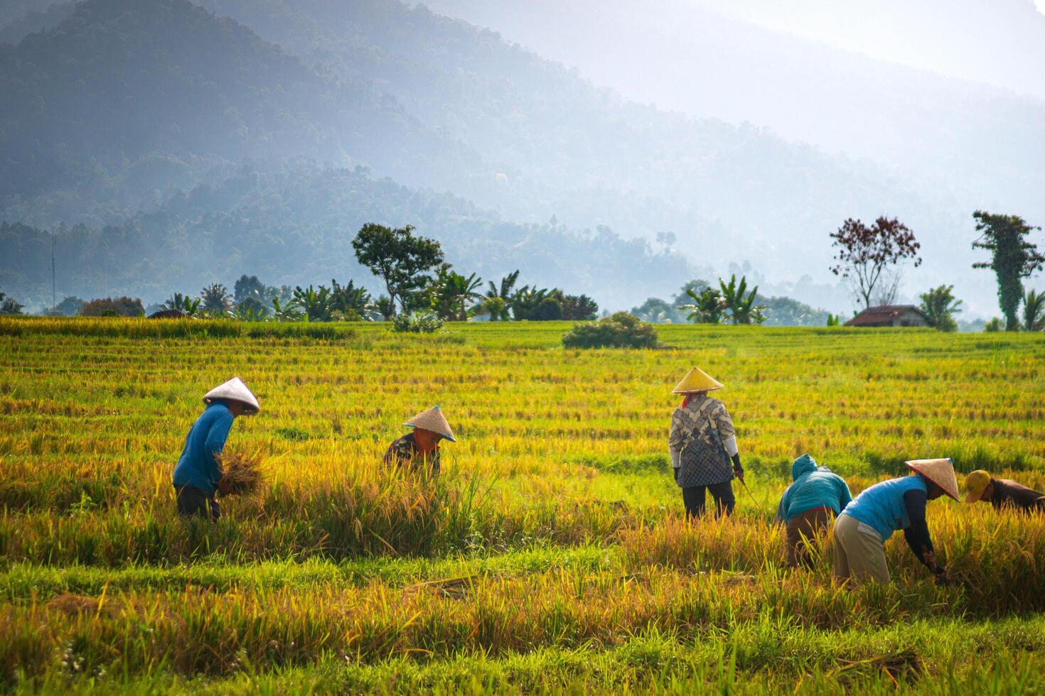 indonesia beauty landscape paddy fields in north bengkulu natural beautiful morning view from Indonesia of mountains and tropical forest photo