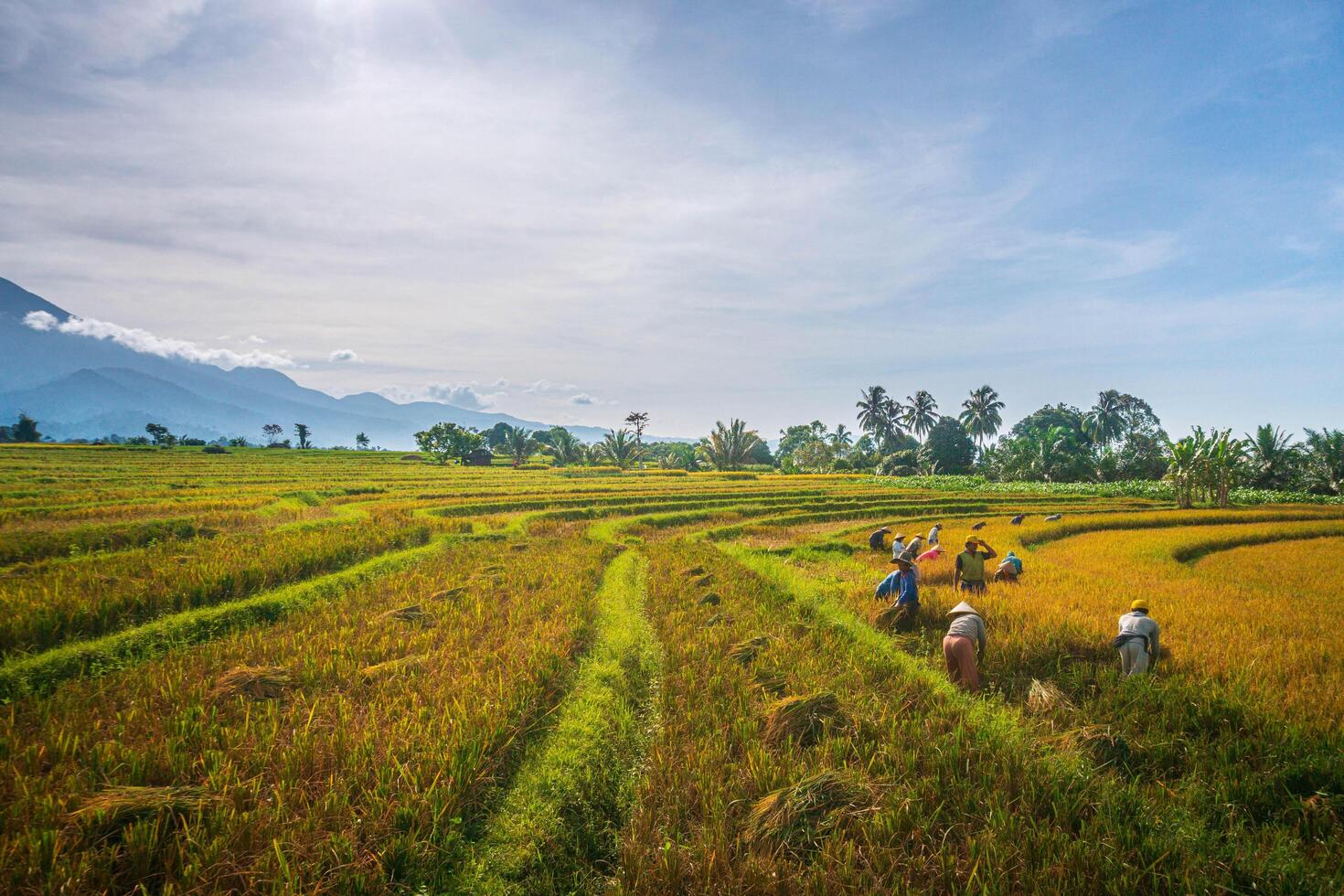 indonesia beauty landscape paddy fields in north bengkulu natural beautiful morning view from asia photo