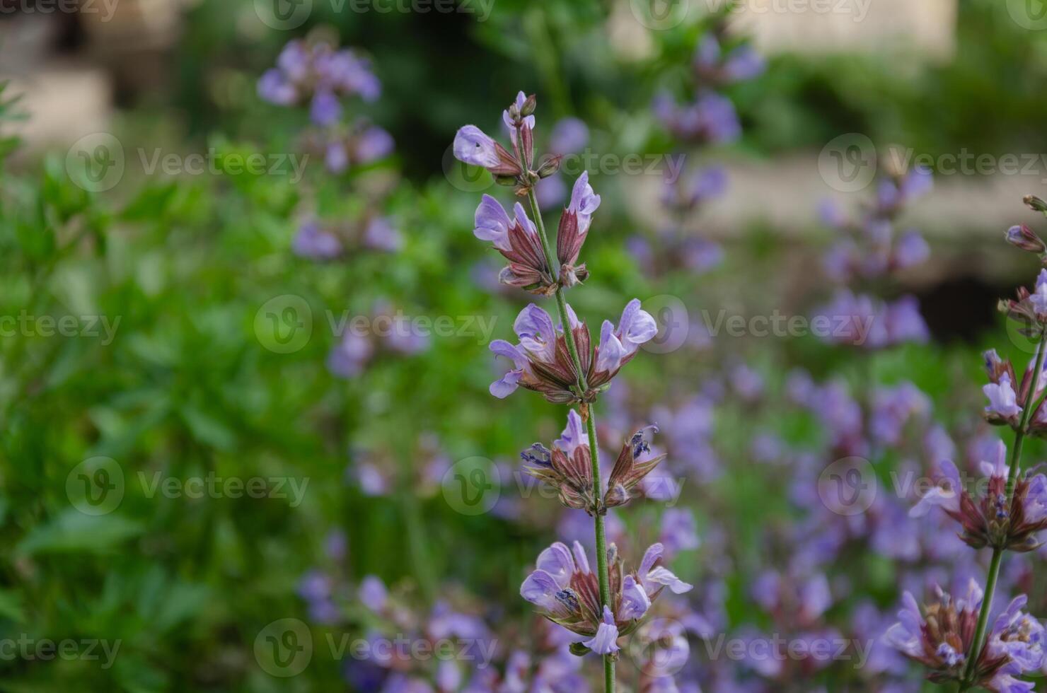 Purple sage flowers in the garden. Salvia officinalis. photo