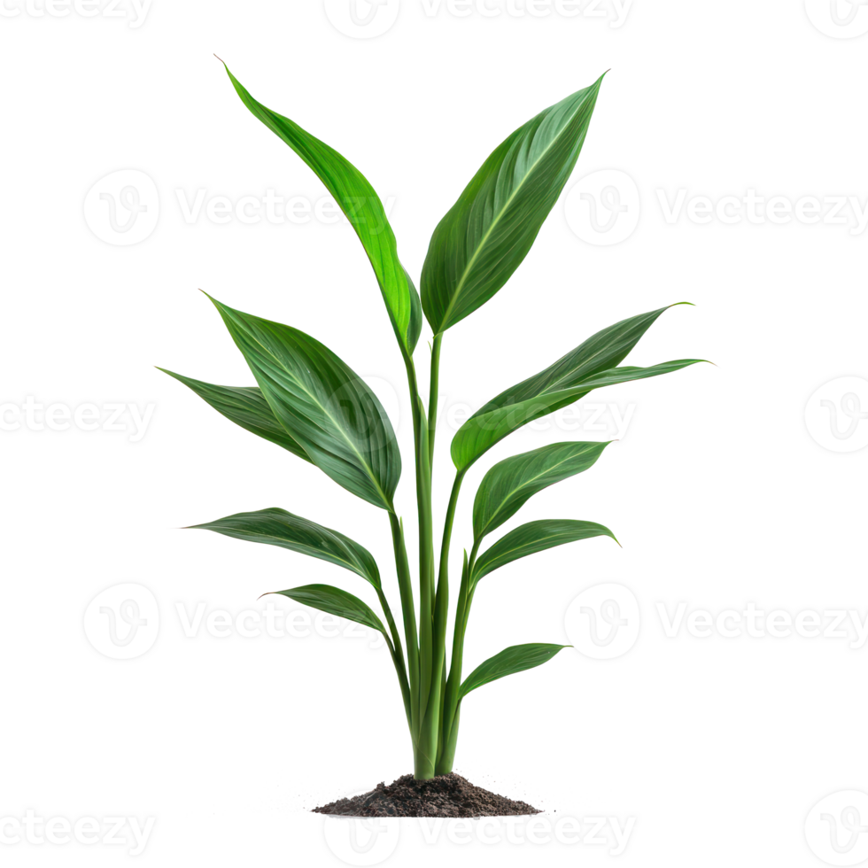 Aspidistra Elatior plant front view isolate on transparency background png