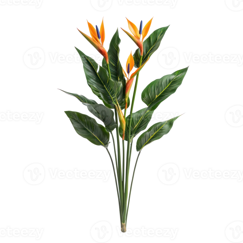 Strelitzia plant front view isolate on transparency background png