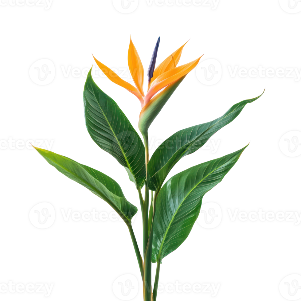 Strelitzia plant front view isolate on transparency background png