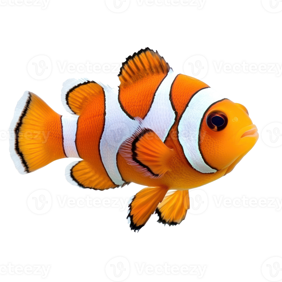 Clownfish isolate on transparency background png