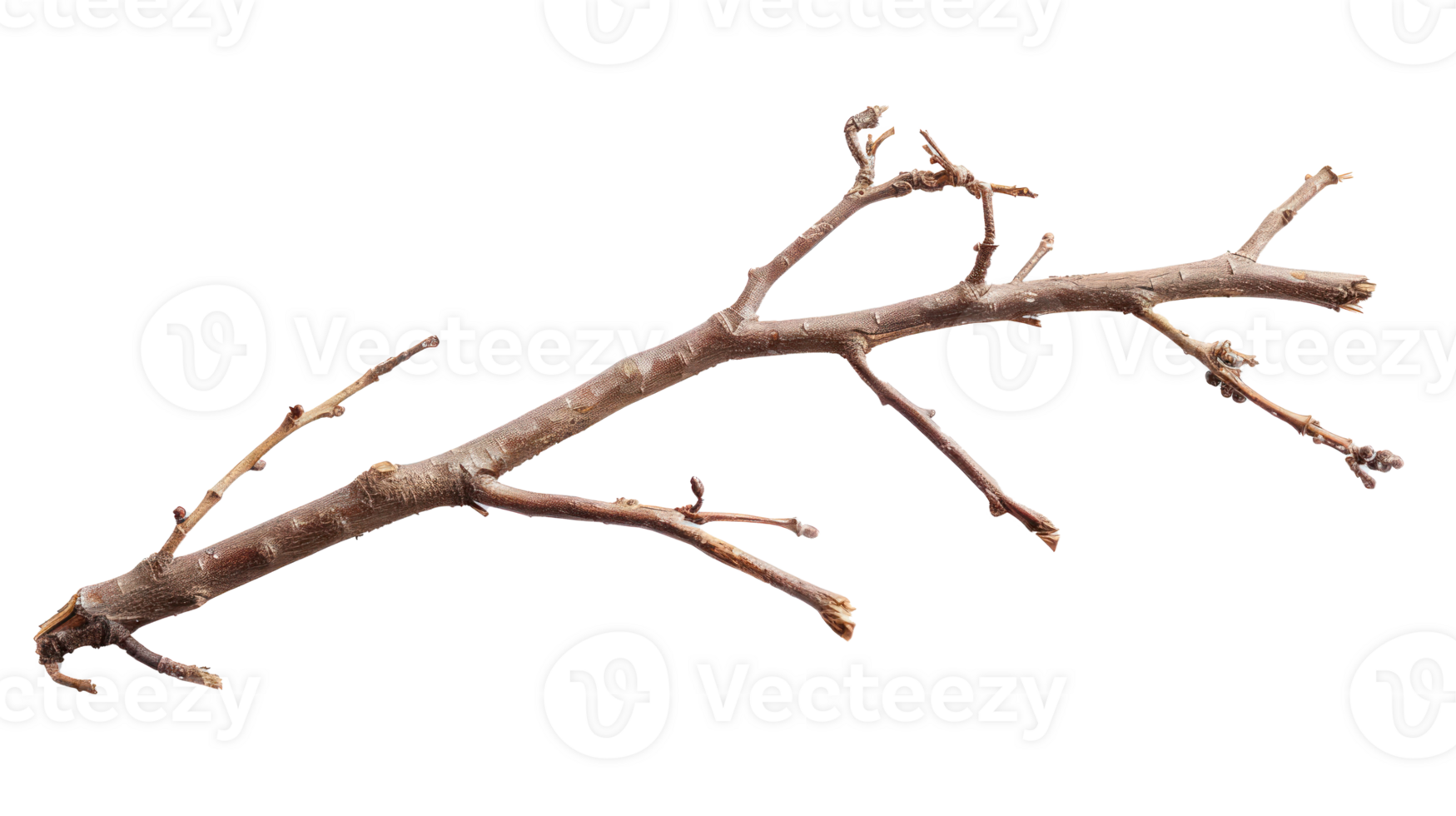 Twig and Stick isolate on transparency background png