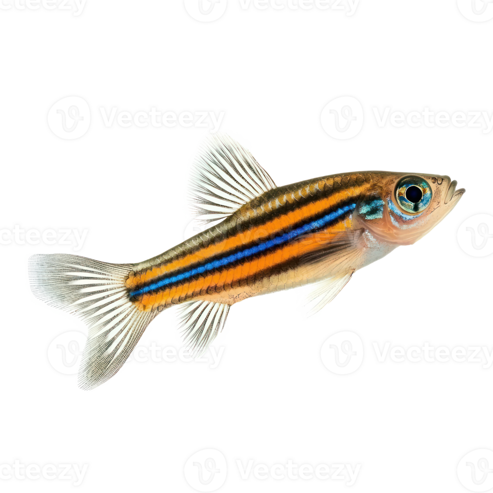 Zebra Danios fish isolate on transparency background png