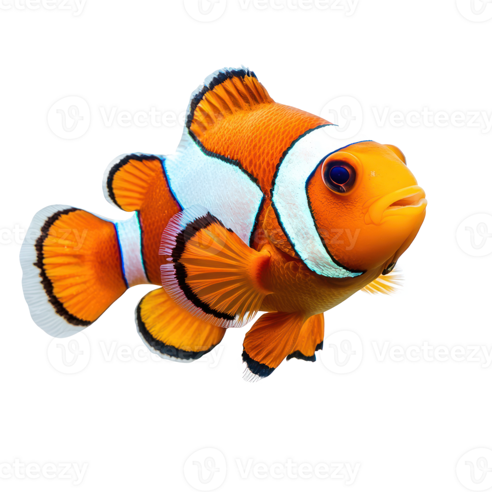 Clownfish front view isolate on transparency background png