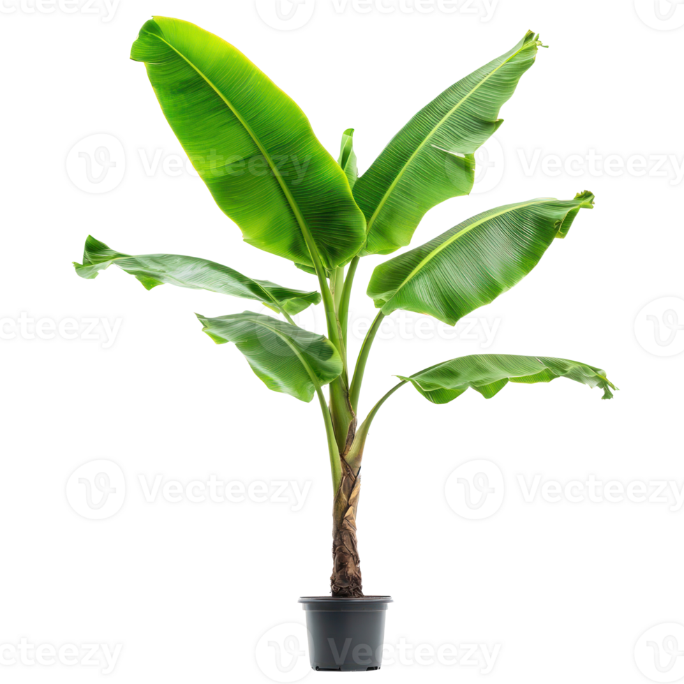 Banana Indoor plant isolate on transparency background png