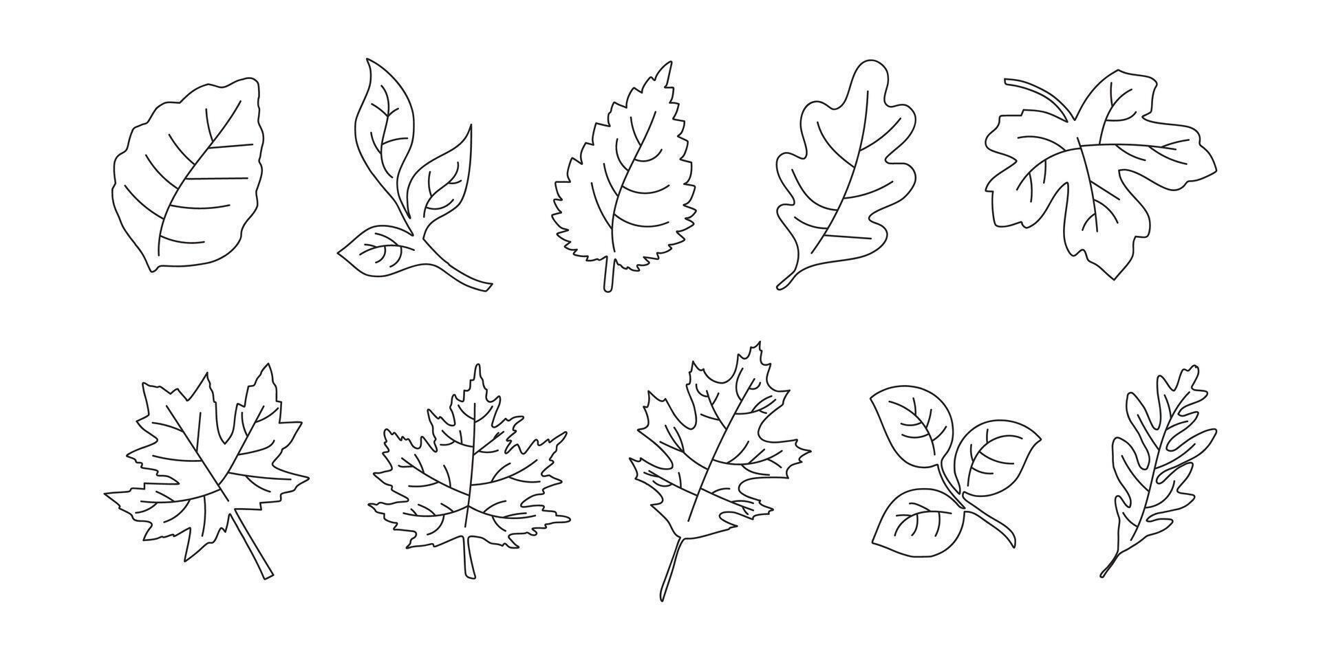 outline autumn leaves collection vector