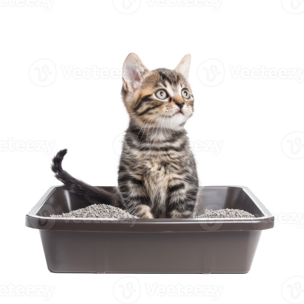 Kitten in the litter box side view isolate on transparency background png