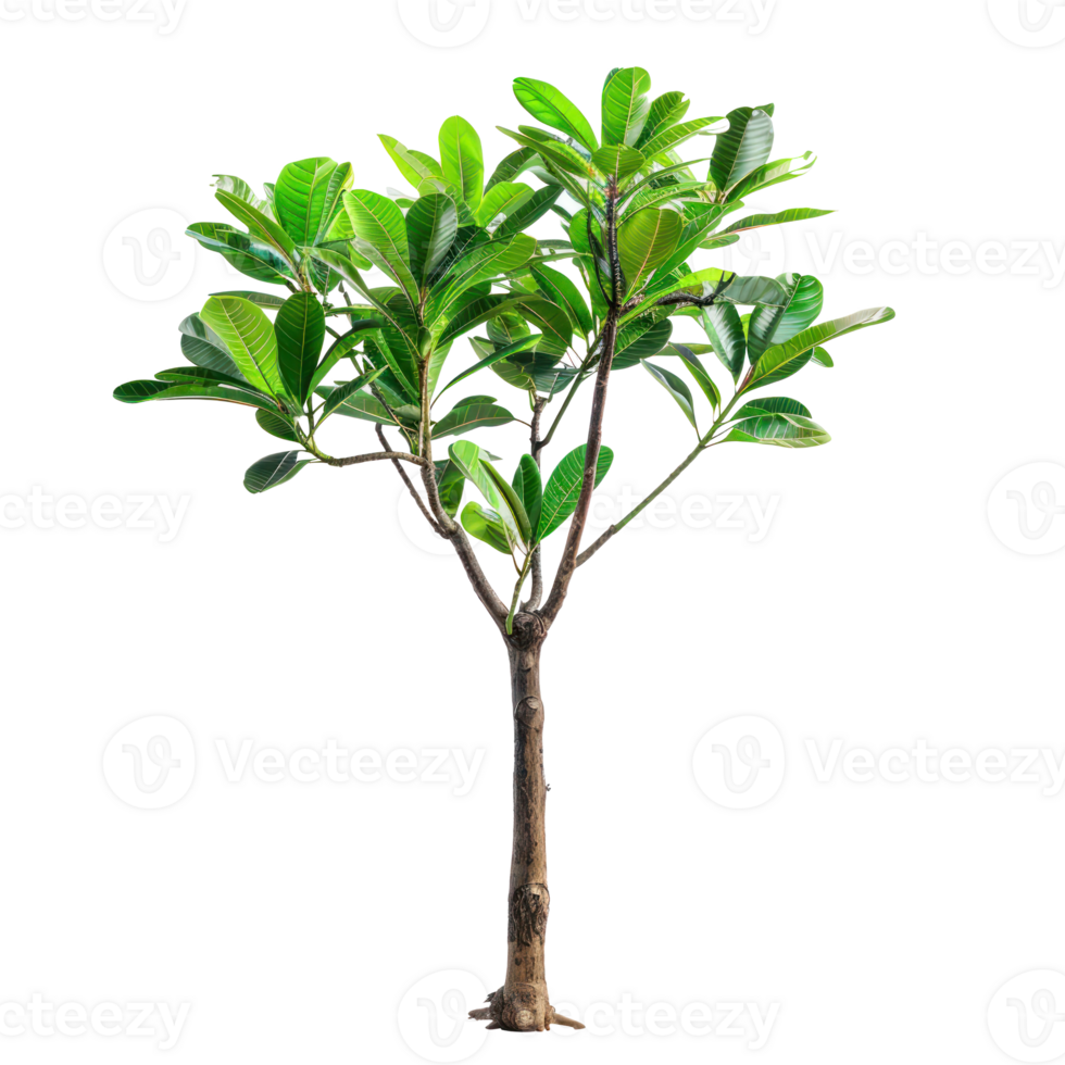 tropical jungle plant bush shrub tree plant side view isolate on transparency background png