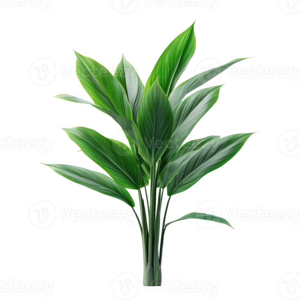 Aspidistra Elatior plant isolate on transparency background png