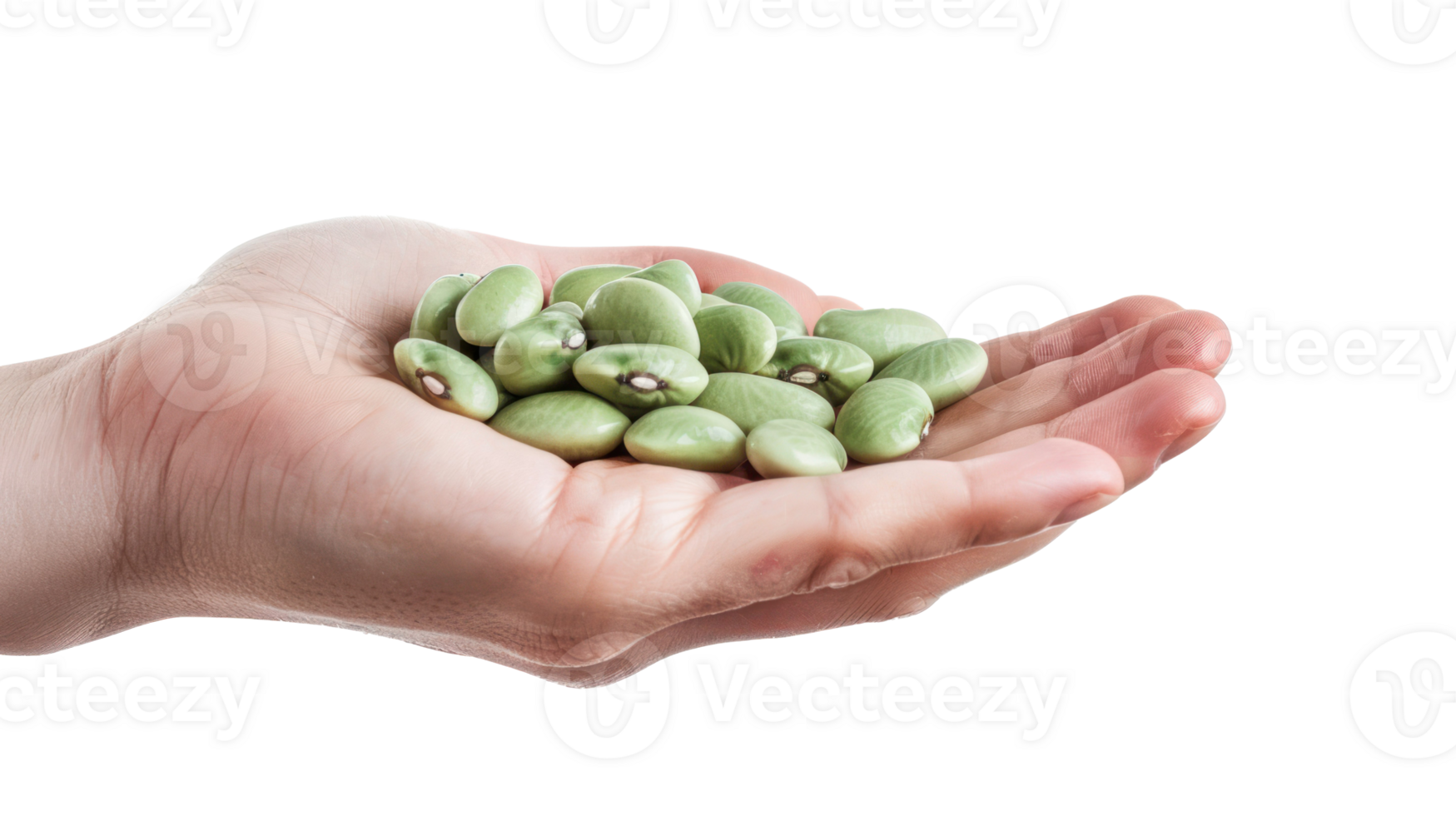 Hand holding Lima Beans isolate on transparency background png