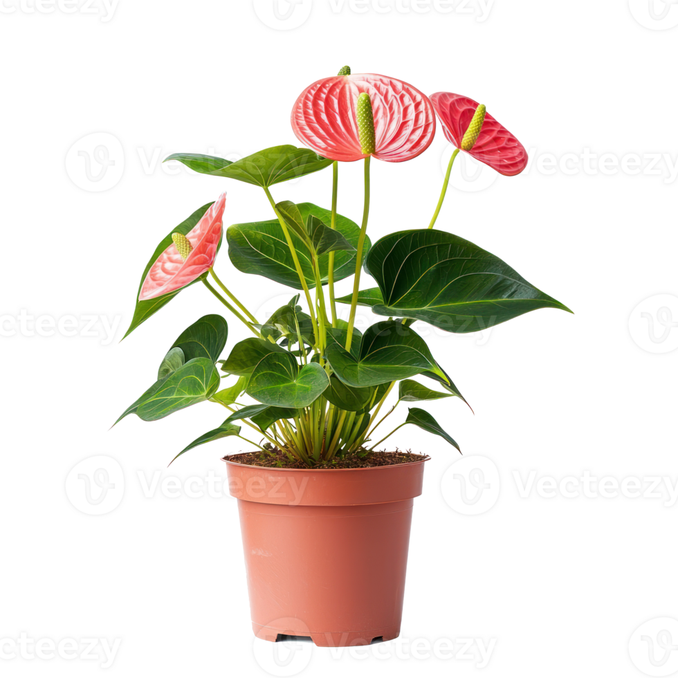 Anthurium plant front view isolate on transparency background png
