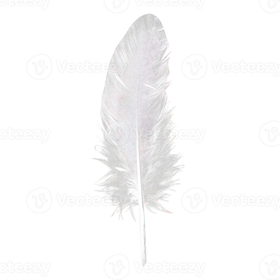 White Feather on transparency background png