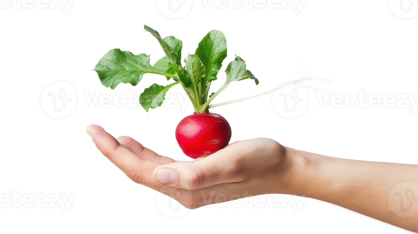 Hand holding Radish isolate on transparency background png