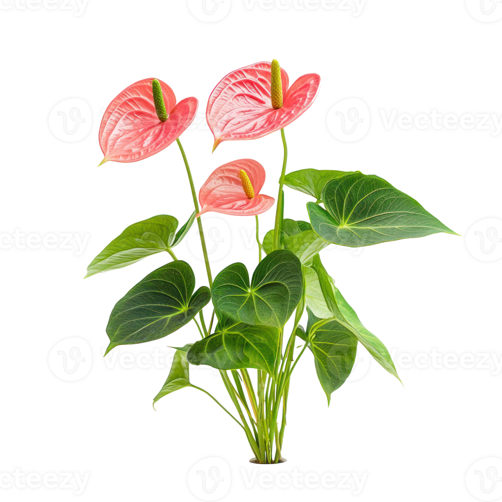 Anthurium plant front view isolate on transparency background png