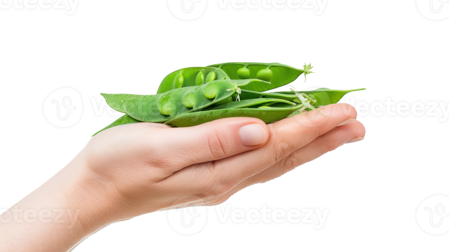 Hand holding Snow Peas isolate on transparency background png