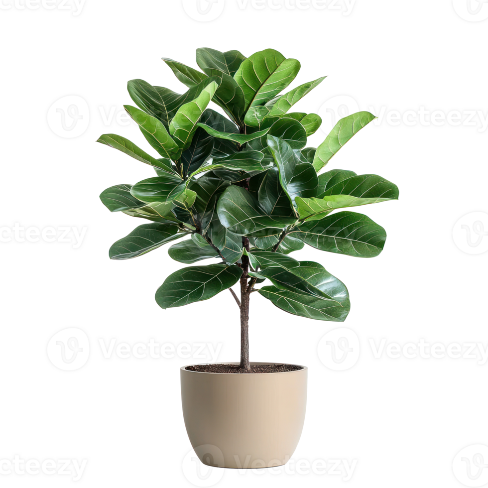 Ficus Belize plant front view isolate on transparency background png