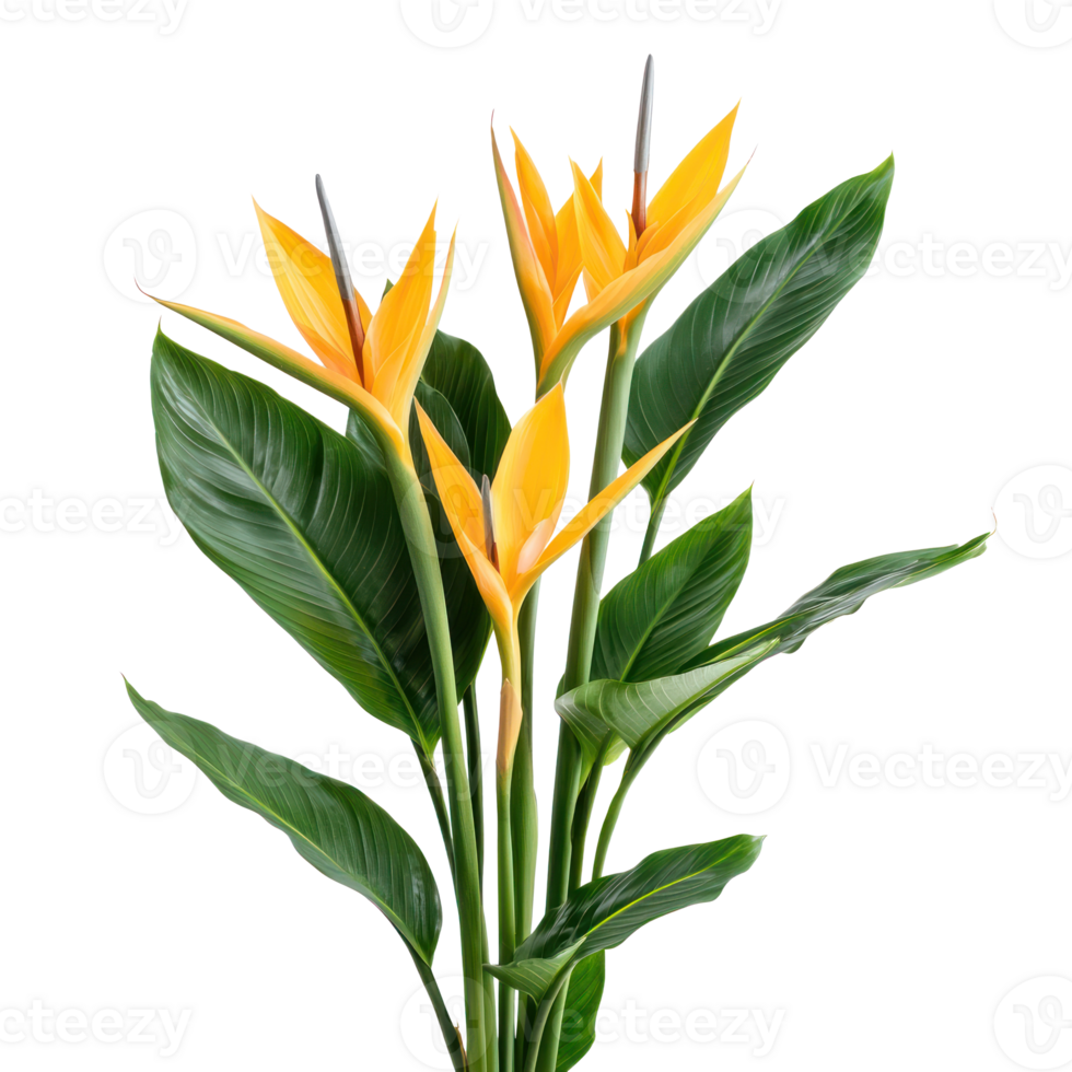Strelitzia plant isolate on transparency background png