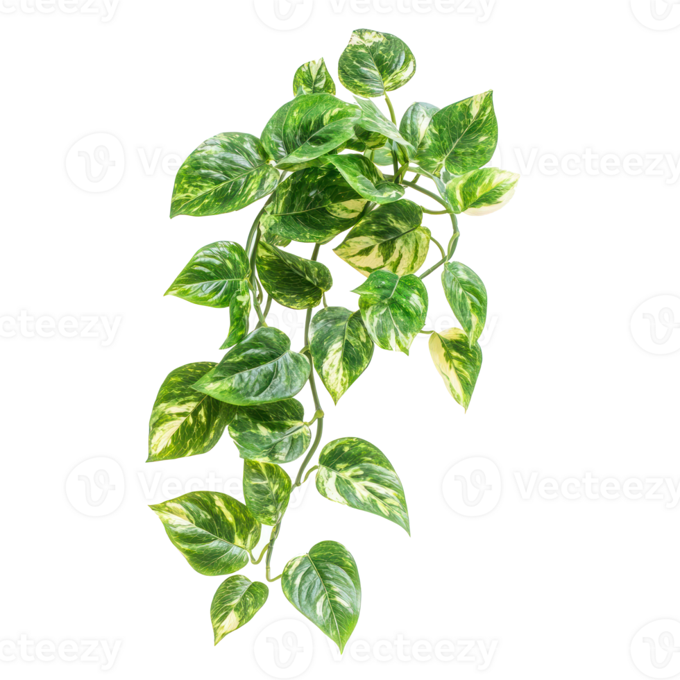 Pothos Indoor Plant isolate on transparency background png