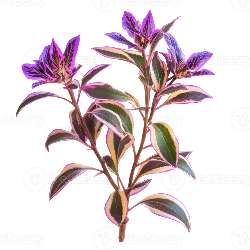 Tradescantia plant isolate on transparency background png