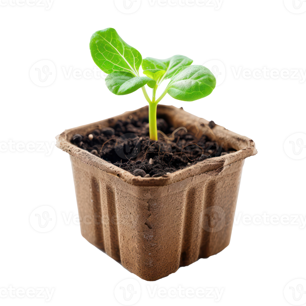 Fiber Seed Starting Cell front view isolate on transparency background png