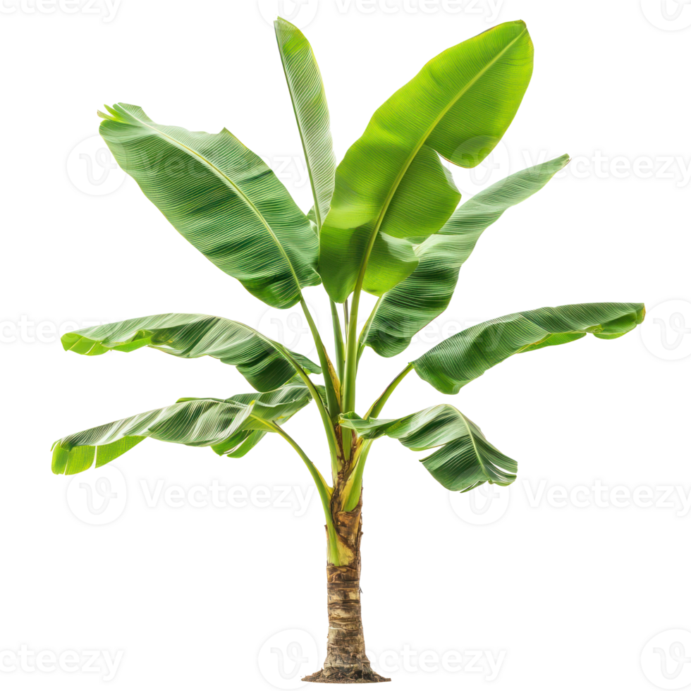 Banana Indoor plant isolate on transparency background png